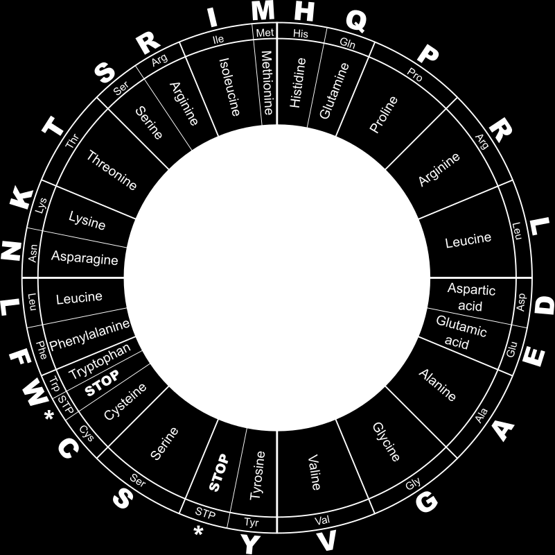 Codon Table / Kodon-tabell Start from the center and go outwards / Start i midten å gå utover.