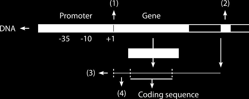 Nynorsk: 1. Beskriv dei føljande fire omgrep: a. Operon, b. Operator, c. Repressor, d. Promoter 2. Kva er PCR og kva er målet med denne metoden?