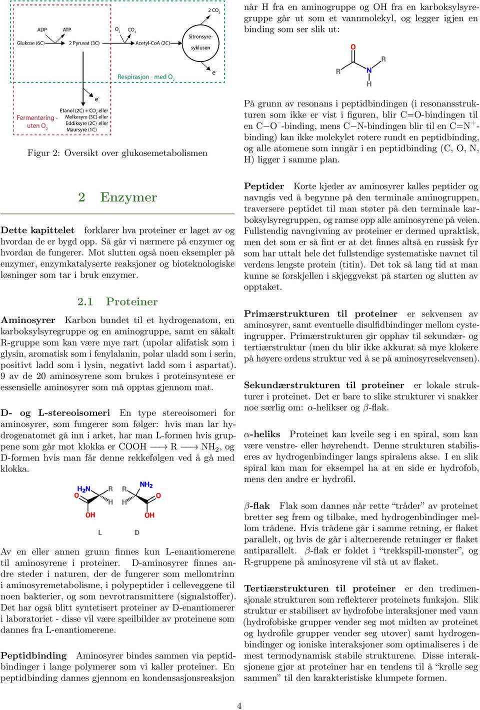 peptidbinding, og alle atomene som inngår i en peptidbinding (C, O, N, H) ligger i samme plan. 2 Enzymer Dette kapittelet forklarer hva proteiner er laget av og hvordan de er bygd opp.