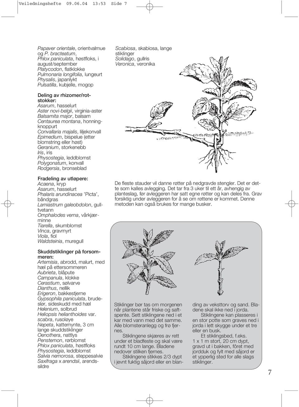 Solidago, gullris Veronica, veronika Deling av rhizomer/rotstokker: Asarum, hasselurt Aster novi-belgii, virginia-aster Balsamita major, balsam Centaurea montana, honningknoppurt Convallaria majalis,