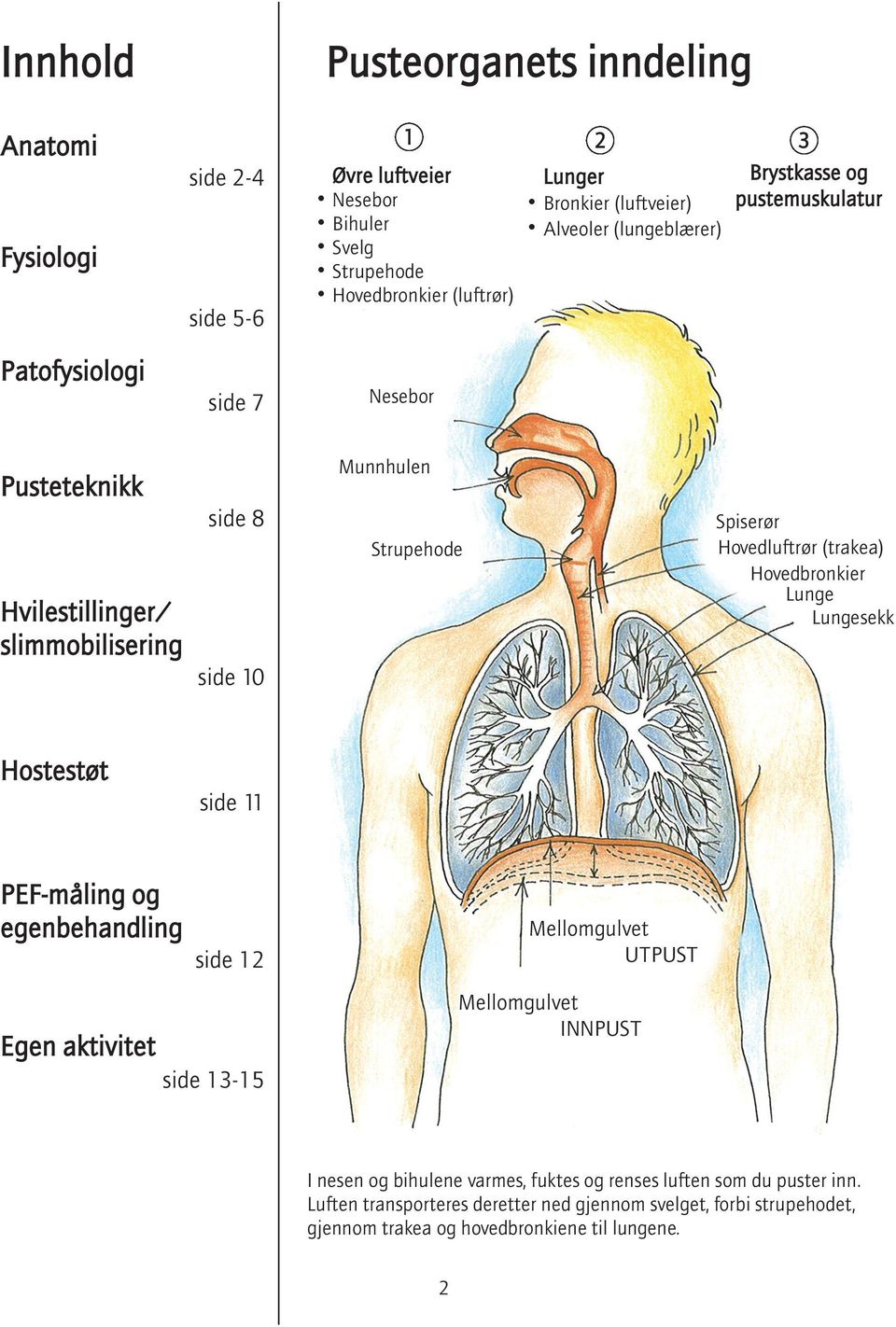 Hovedluftrør (trakea) Hovedbronkier Lunge Lungesekk Hostestøt side 11 PEF-måling og egenbehandling side 12 Mellomgulvet UTPUST Egen aktivitet side 13-15 Mellomgulvet INNPUST I