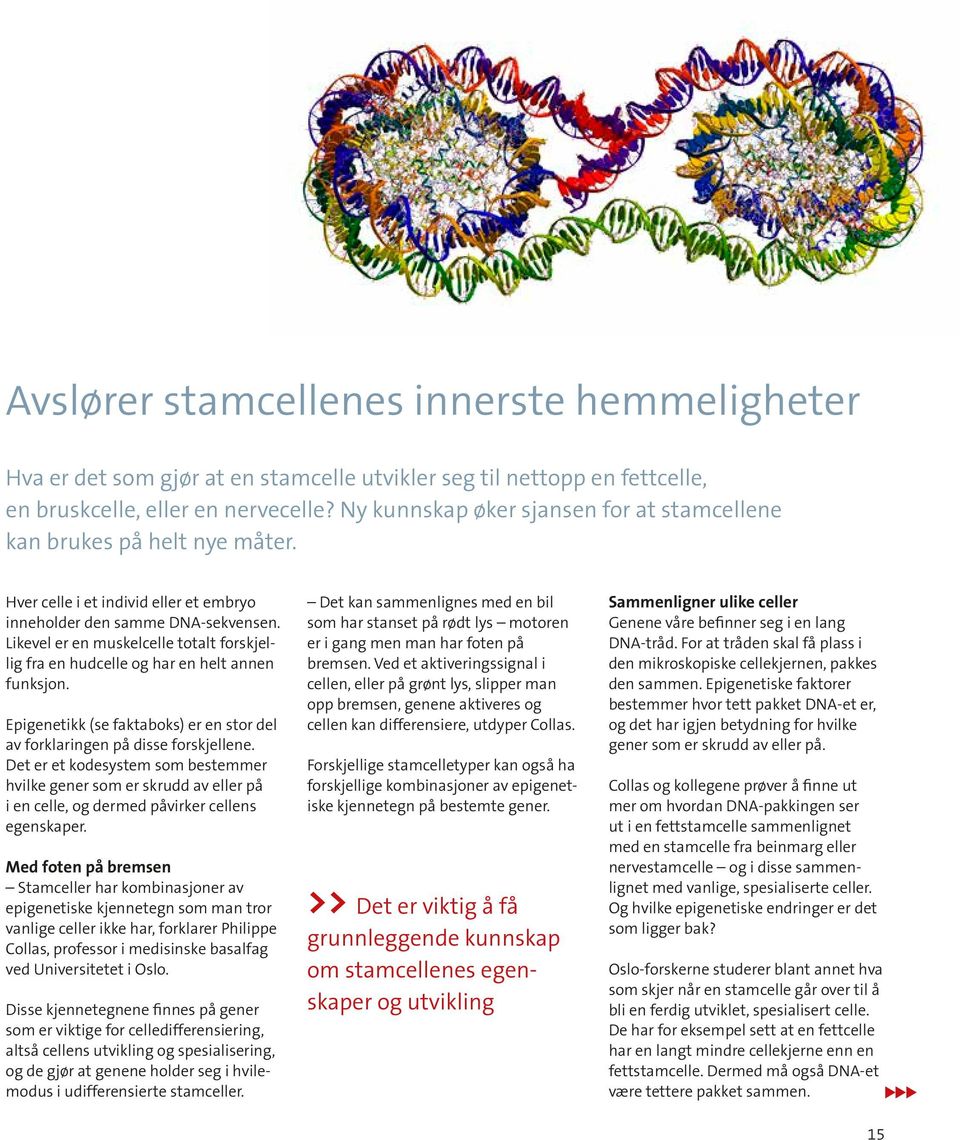 Likevel er en muskelcelle totalt forskjellig fra en hudcelle og har en helt annen funksjon. Epigenetikk (se faktaboks) er en stor del av forklaringen på disse forskjellene.