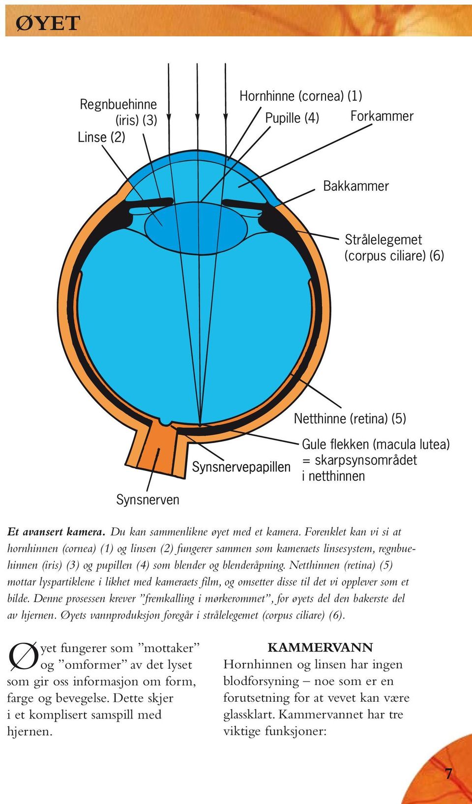 Forenklet kan vi si at hornhinnen (cornea) (1) og linsen (2) fungerer sammen som kameraets linsesystem, regnbuehinnen (iris) (3) og pupillen (4) som blender og blenderåpning.