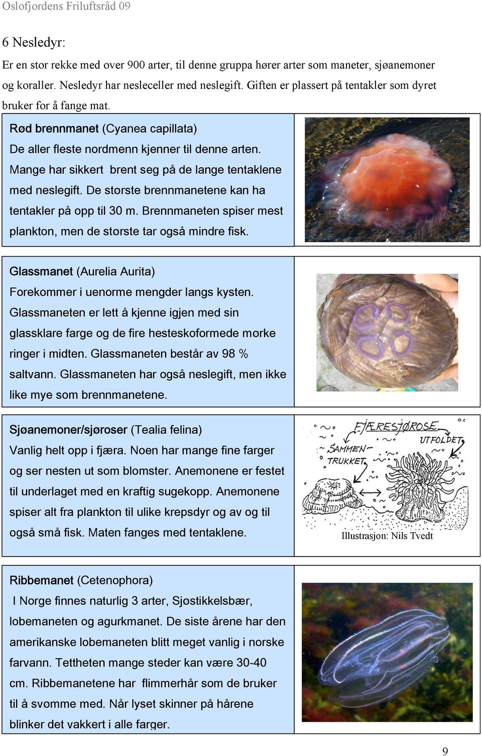 Mange har sikkert brent seg på de lange tentaklene med neslegift. De største brennmanetene kan ha tentakler på opp til 30 m. Brennmaneten spiser mest plankton, men de største tar også mindre fisk.