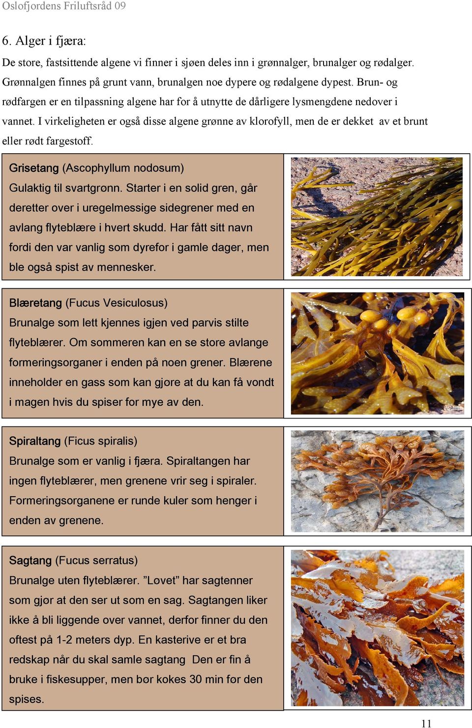 I virkeligheten er også disse algene grønne av klorofyll, men de er dekket av et brunt eller rødt fargestoff. Grisetang (Ascophyllum nodosum) Gulaktig til svartgrønn.