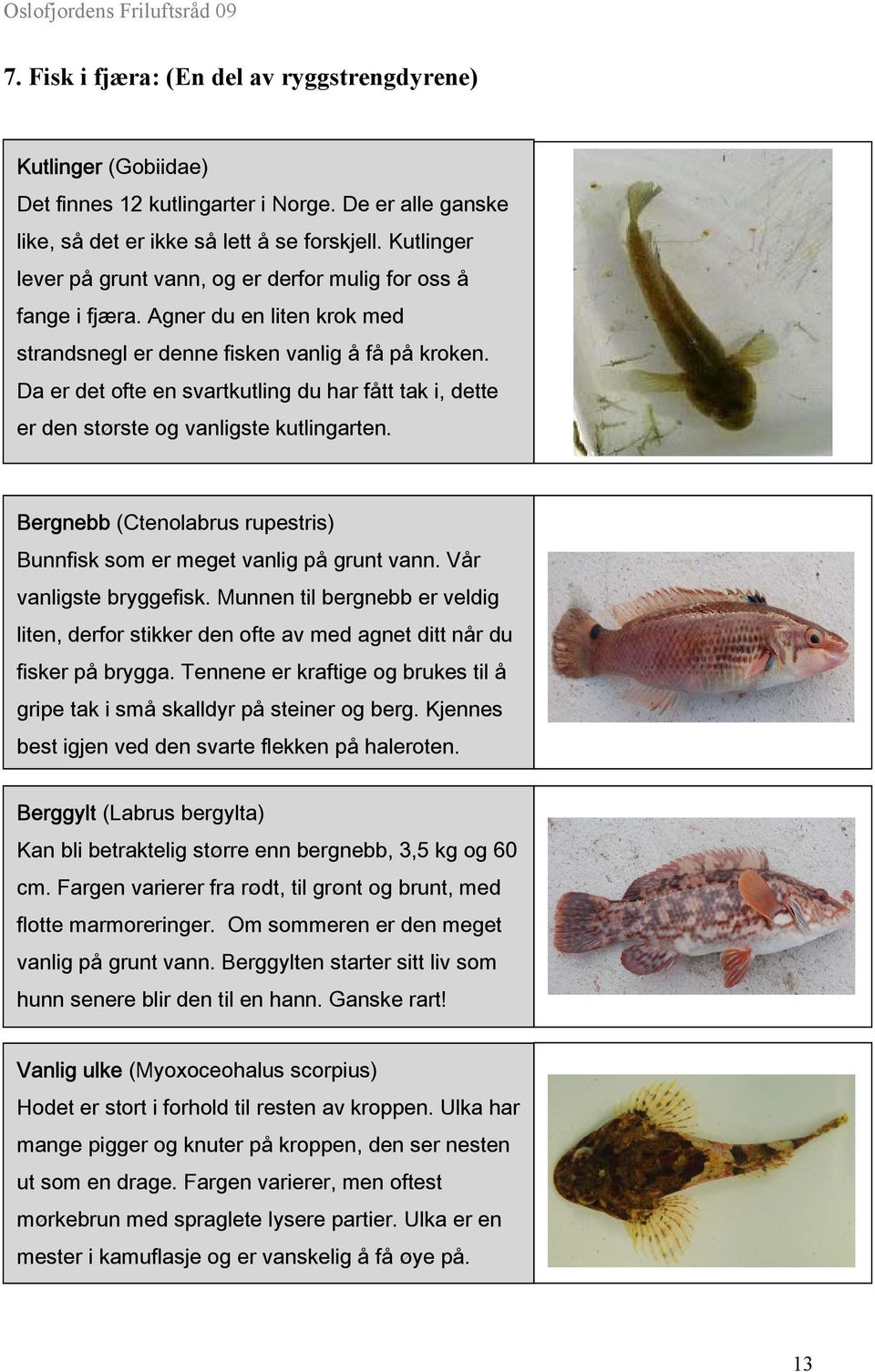 Da er det ofte en svartkutling du har fått tak i, dette er den største og vanligste kutlingarten. Bergnebb (Ctenolabrus rupestris) Bunnfisk som er meget vanlig på grunt vann. Vår vanligste bryggefisk.