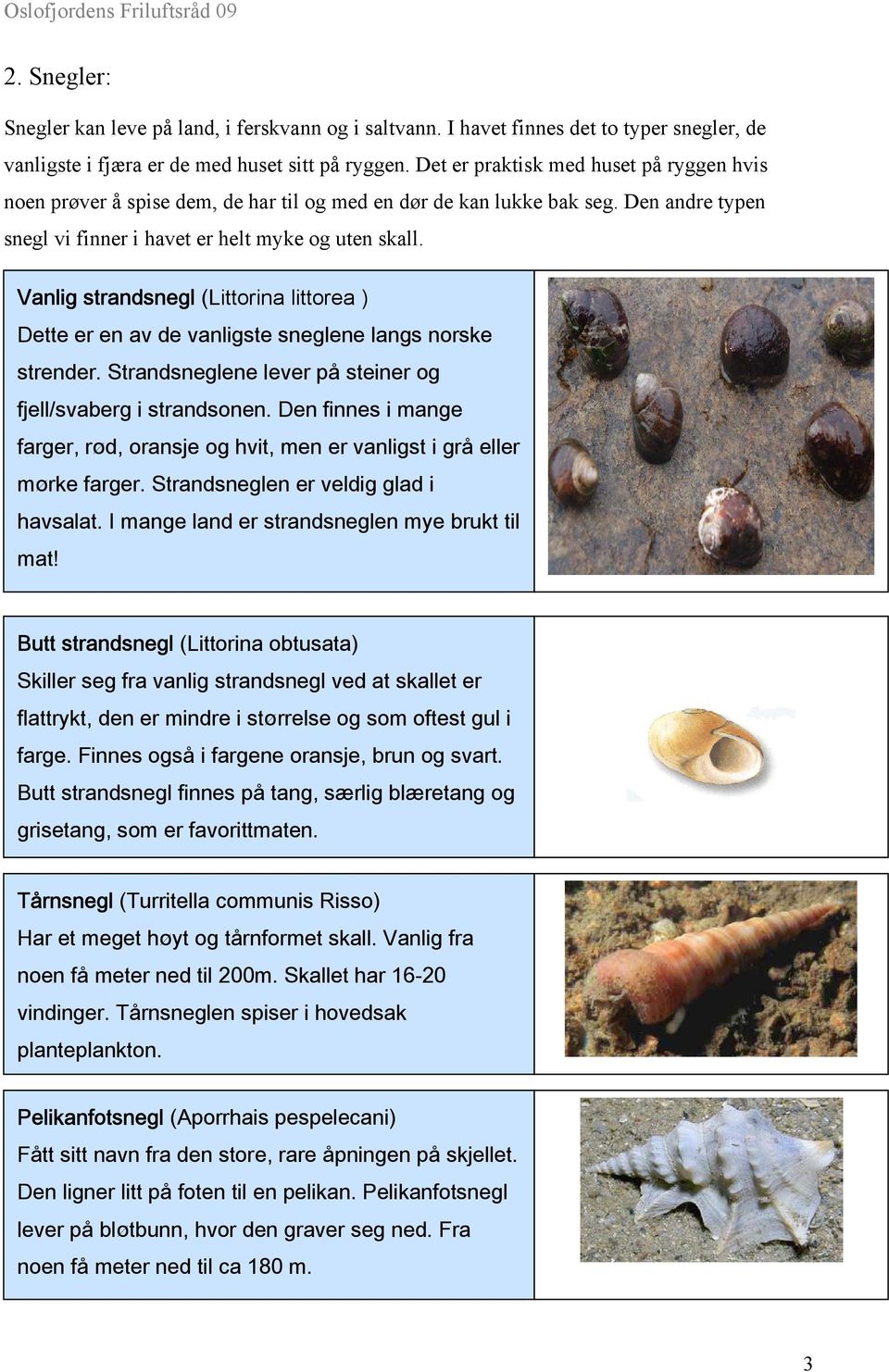 Vanlig strandsnegl (Littorina littorea ) Dette er en av de vanligste sneglene langs norske strender. Strandsneglene lever på steiner og fjell/svaberg i strandsonen.