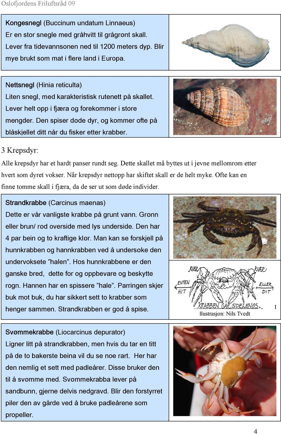 Den spiser døde dyr, og kommer ofte på blåskjellet ditt når du fisker etter krabber. 3 Krepsdyr: Alle krepsdyr har et hardt panser rundt seg.