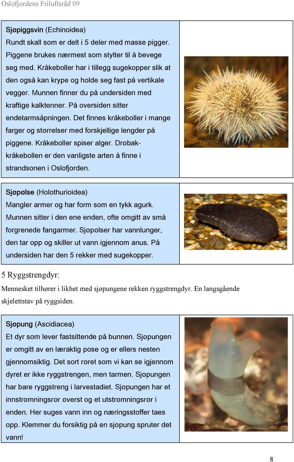 Det finnes kråkeboller i mange farger og størrelser med forskjellige lengder på piggene. Kråkeboller spiser alger. Drøbakkråkebollen er den vanligste arten å finne i strandsonen i Oslofjorden.