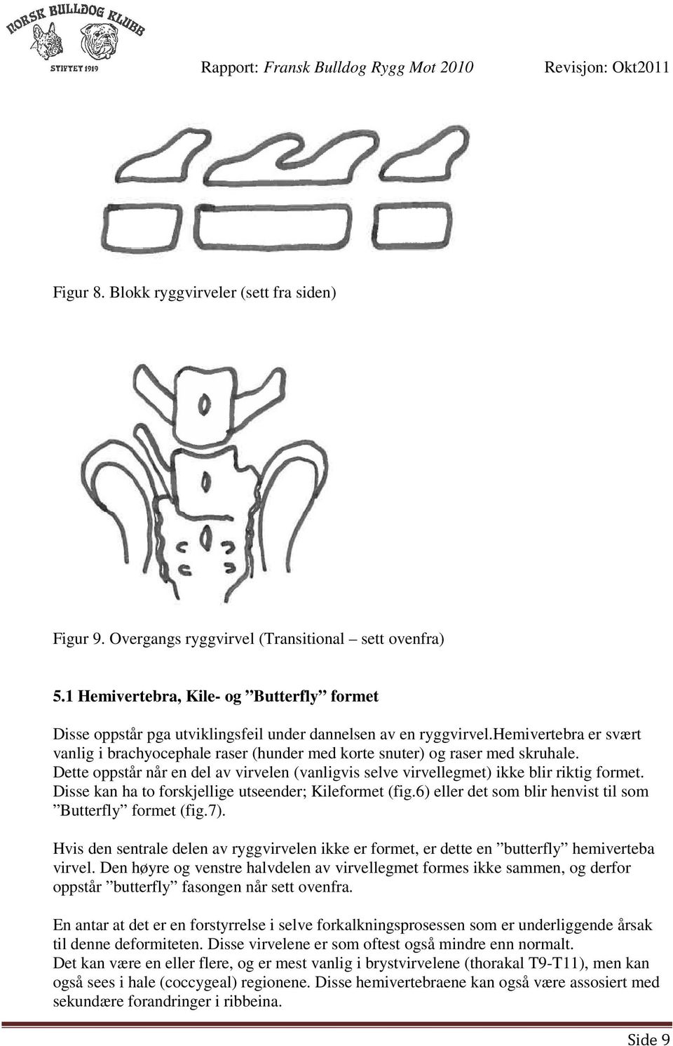 hemivertebra er svært vanlig i brachyocephale raser (hunder med korte snuter) og raser med skruhale. Dette oppstår når en del av virvelen (vanligvis selve virvellegmet) ikke blir riktig formet.