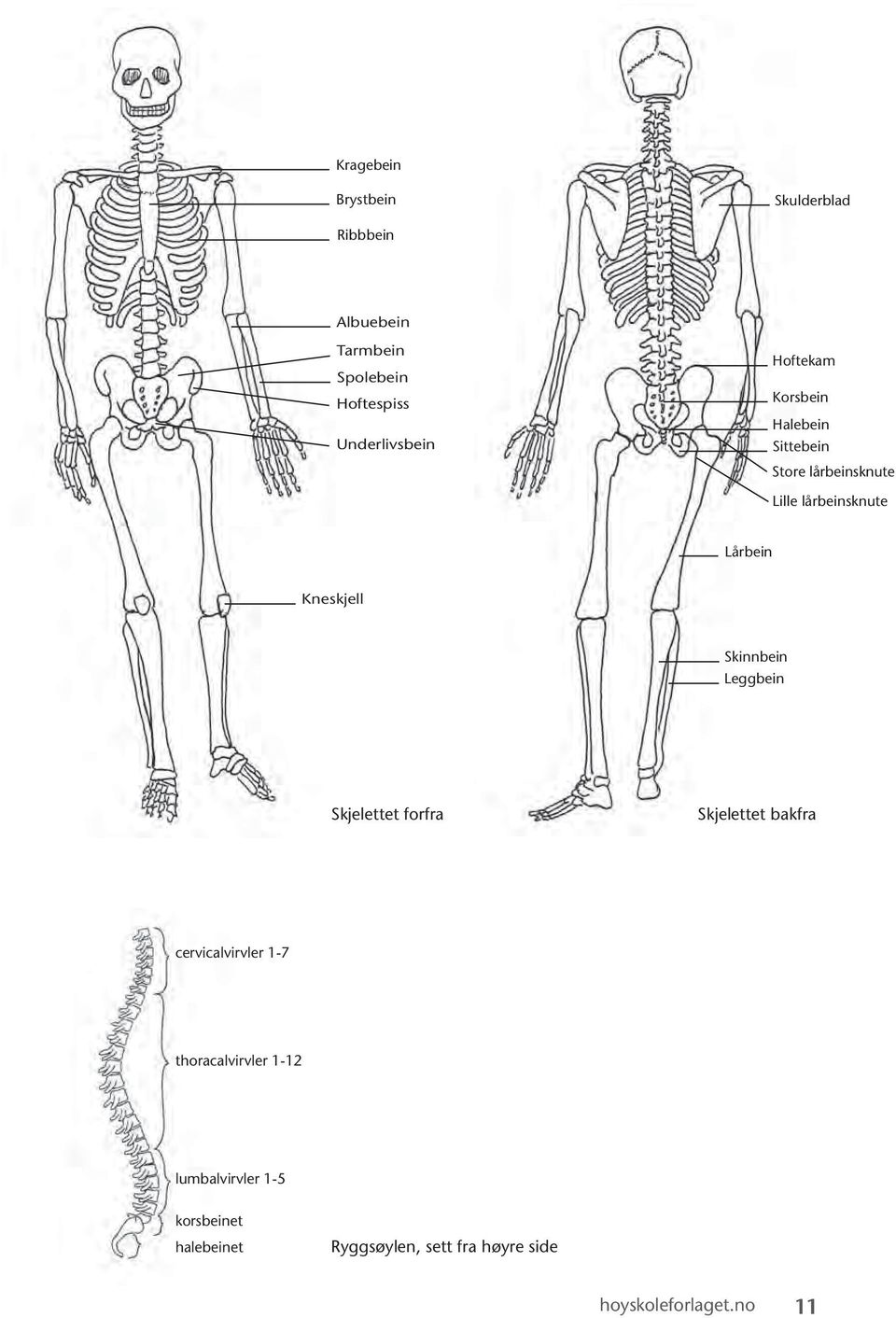 Skinnbein Leggbein Skjelettet forfra Skjelettet bakfra cervicalvirvler 1-7 thoracalvirvler