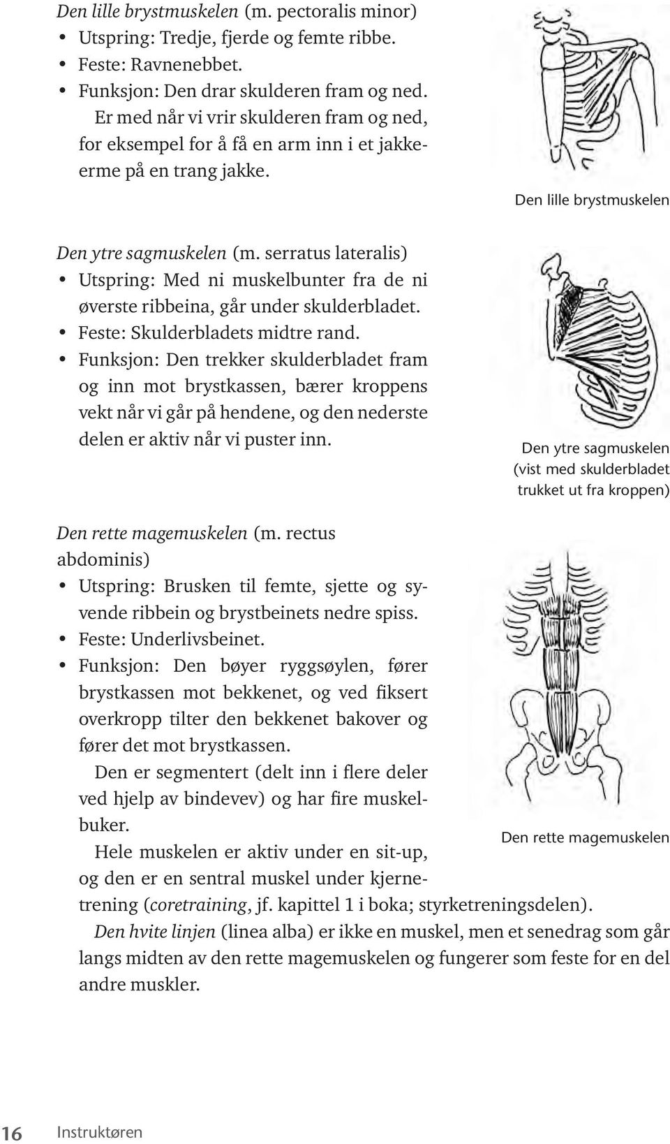 serratus lateralis) Utspring: Med ni muskelbunter fra de ni øverste ribbeina, går under skulderbladet. Feste: Skulderbladets midtre rand.