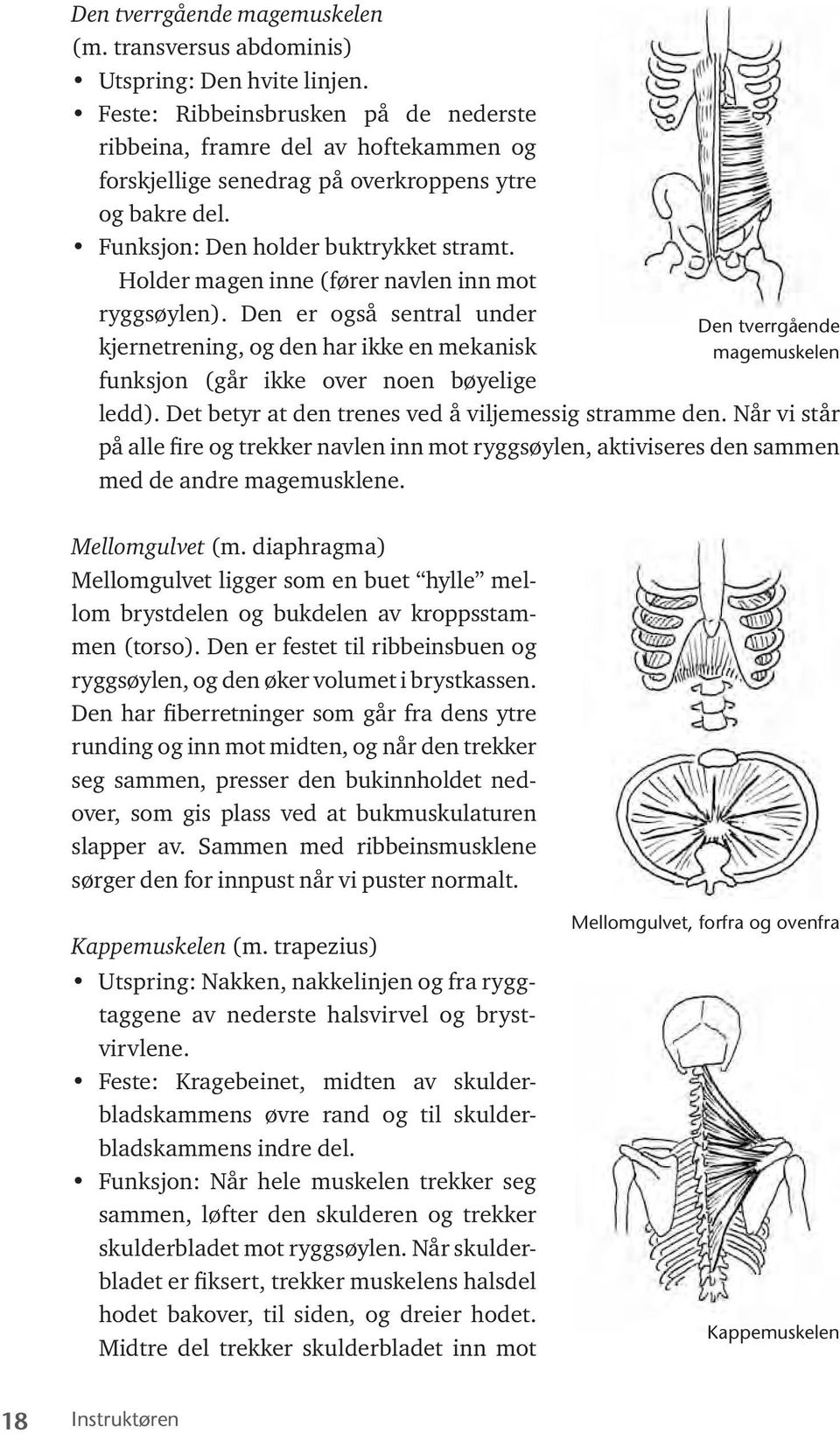 Holder magen inne (fører navlen inn mot ryggsøylen). Den er også sentral under kjernetrening, og den har ikke en mekanisk funksjon (går ikke over noen bøyelige ledd).