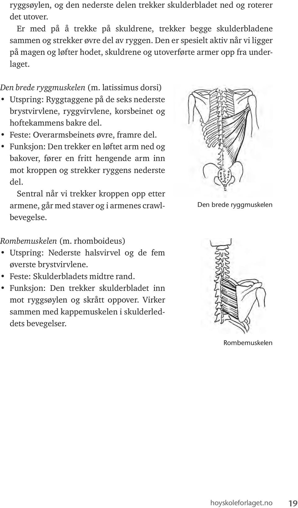 latissimus dorsi) Utspring: Ryggtaggene på de seks nederste brystvirvlene, ryggvirvlene, korsbeinet og hoftekammens bakre del. Feste: Overarmsbeinets øvre, framre del.