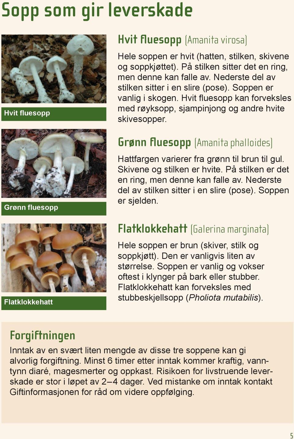 Grønn fluesopp (Amanita phalloides) Grønn fluesopp Hattfargen varierer fra grønn til brun til gul. Skivene og stilken er hvite. På stilken er det en ring, men denne kan falle av.