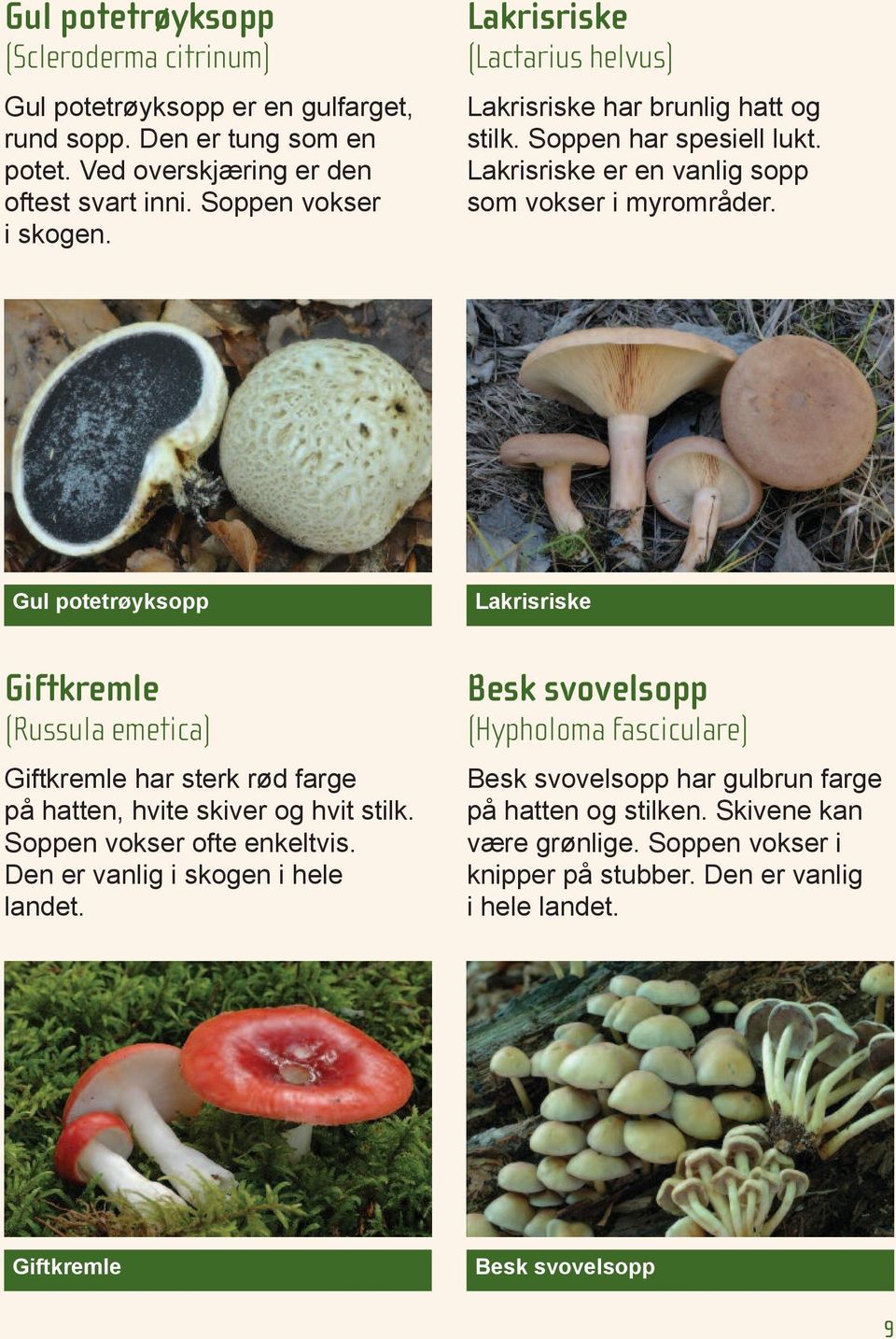 Gul potetrøyksopp Lakrisriske Giftkremle (Russula emetica) Giftkremle har sterk rød farge på hatten, hvite skiver og hvit stilk. Soppen vokser ofte enkeltvis.