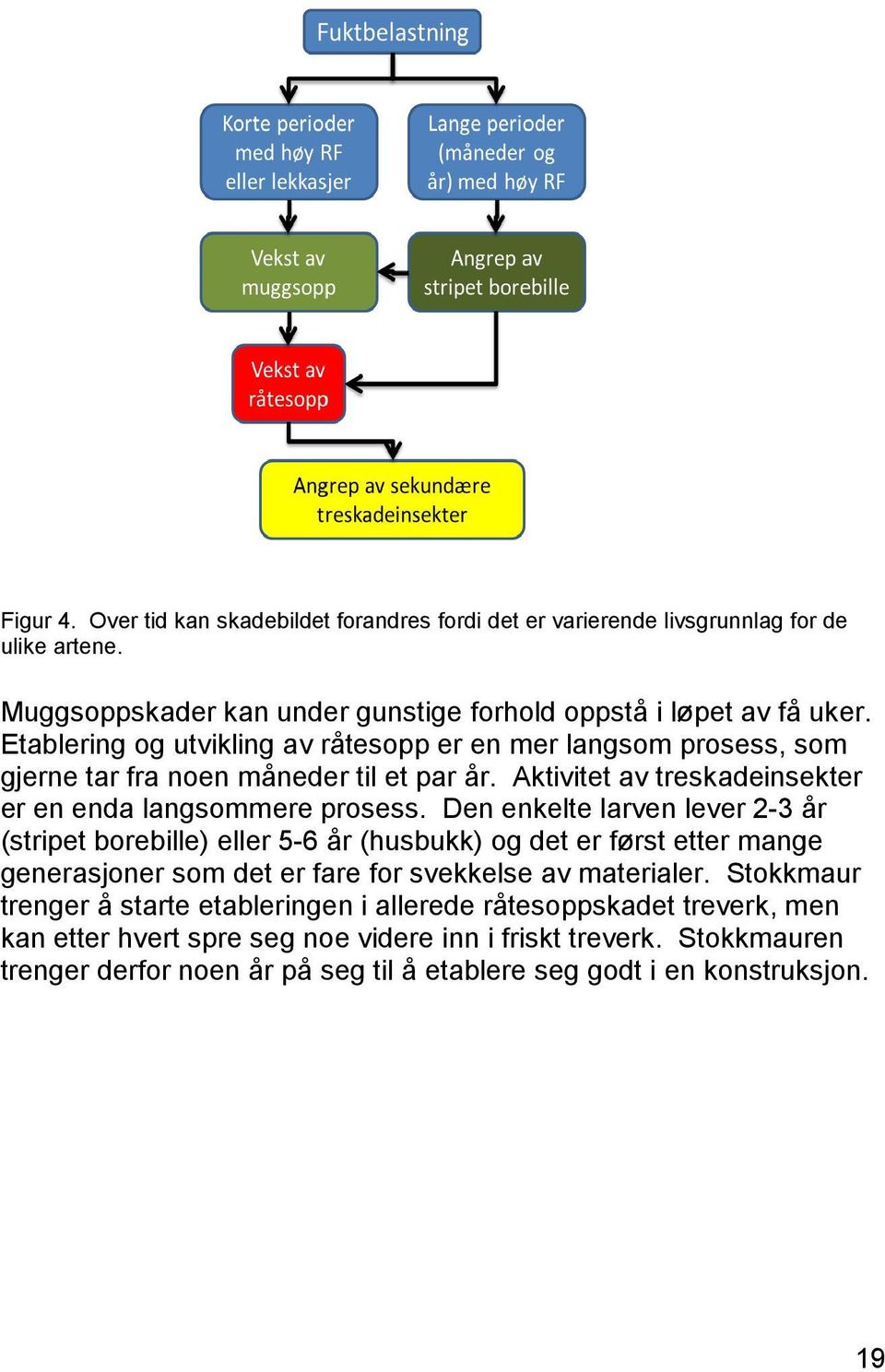 Den enkelte larven lever 2-3 år (stripet borebille) eller 5-6 år (husbukk) og det er først etter mange generasjoner som det er fare for svekkelse av materialer.