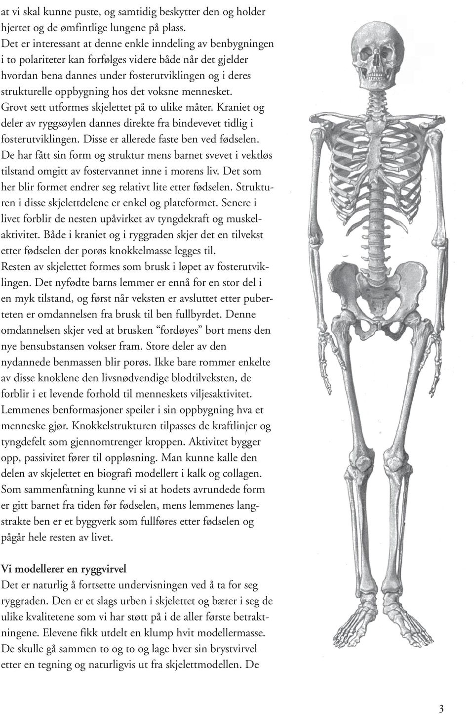 hos det voksne mennesket. Grovt sett utformes skjelettet på to ulike måter. Kraniet og deler av ryggsøylen dannes direkte fra bindevevet tidlig i fosterutviklingen.