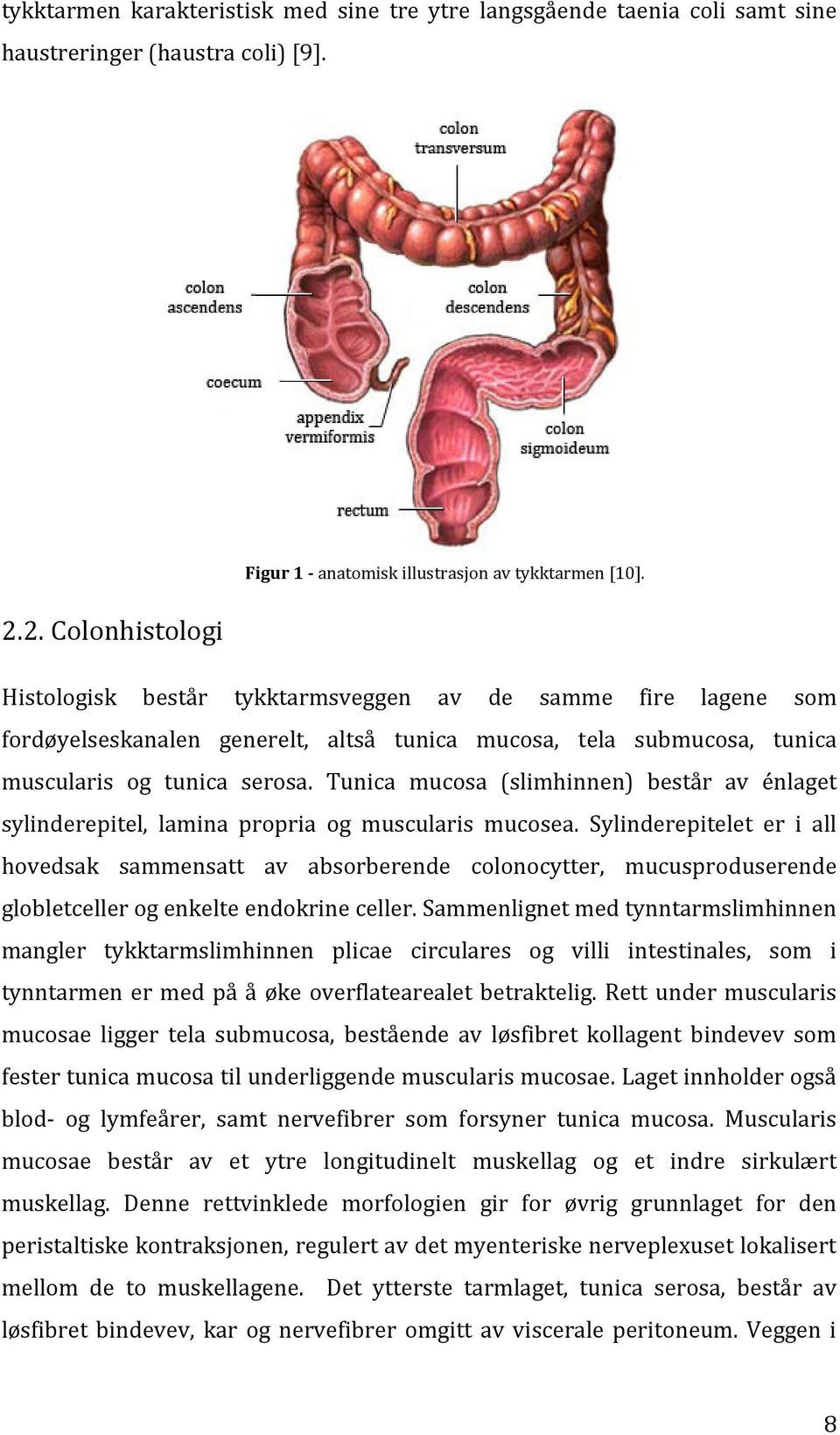 Tunica mucosa (slimhinnen) består av énlaget sylinderepitel, lamina propria og muscularis mucosea.