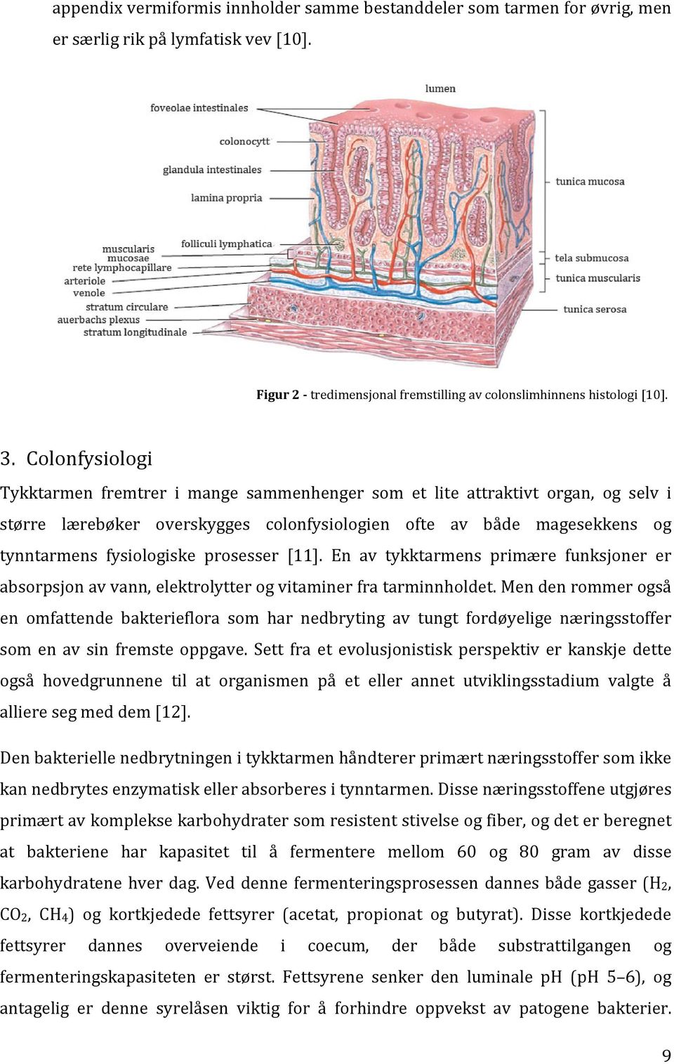 prosesser [11]. En av tykktarmens primære funksjoner er absorpsjon av vann, elektrolytter og vitaminer fra tarminnholdet.