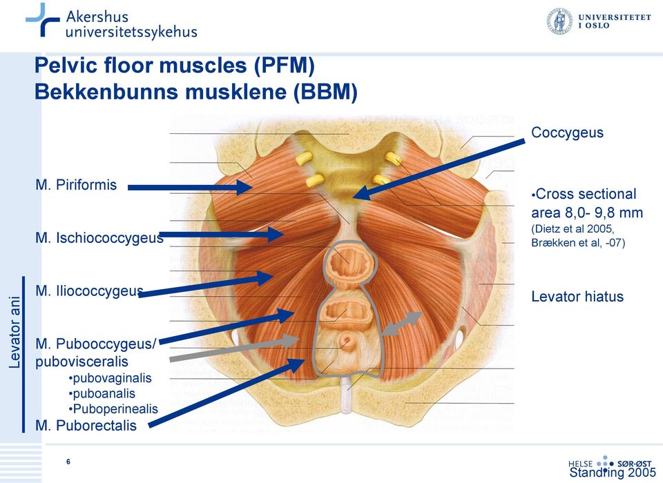 Ischiococcygeus Cross sectional area 8,0-9,8 mm (Dietz et al 2005, Brækken et