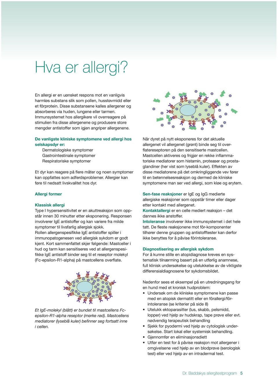 Immunsystemet hos allergikere vil overreagere på stimulien fra disse allergenene og produsere store mengder antistoffer som igjen angriper allergenene.