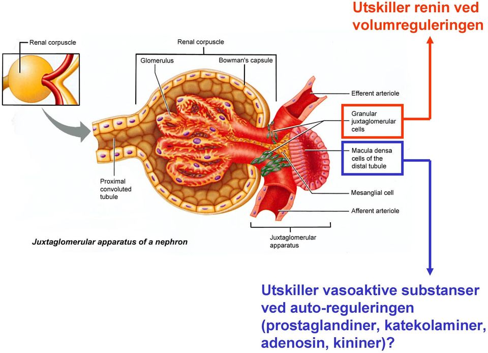 vasoaktive substanser ved