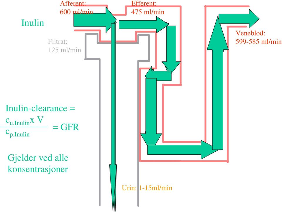 Inulin-clearance = c u.inulin xv c = GFR p.