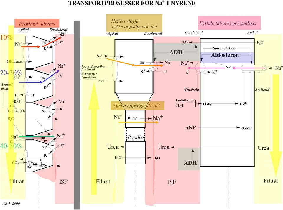 Basolateral ~ ~ K + K + Tynne oppstigende del ADH H 2 O Basolateral K + Ouabain } Endothelin IL-1 PGE 2 Distale tubulus og samlerør Spironolakton