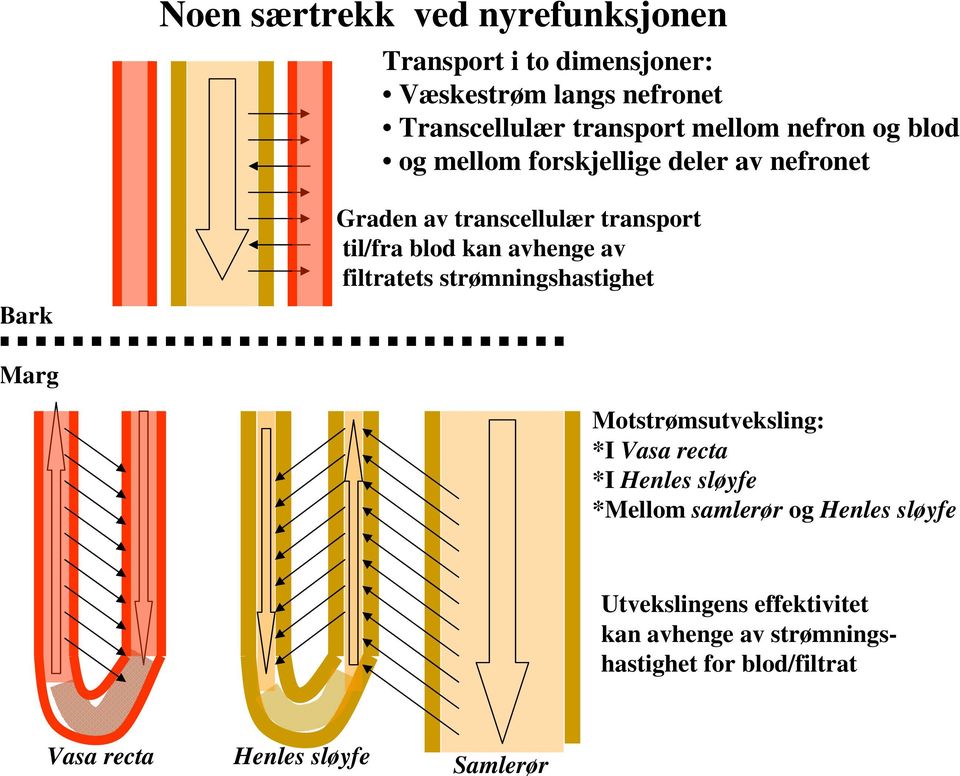 av filtratets strømningshastighet arg Motstrømsutveksling: *I Vasa recta *I Henles sløyfe *Mellom samlerør og Henles