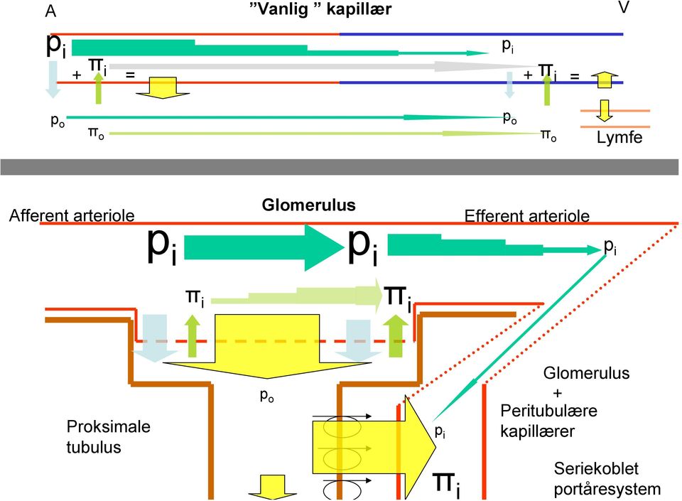 arteriole p i πi p i π i p i Proksimale tubulus p o p i