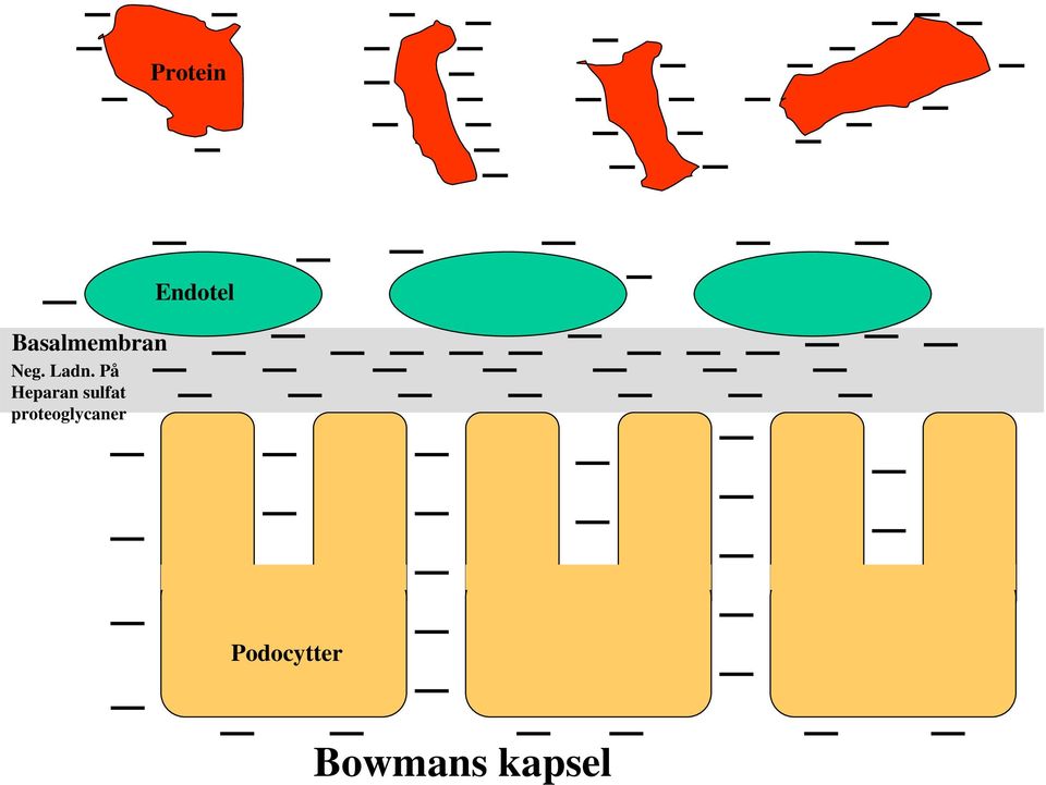 proteoglycaner Endotel