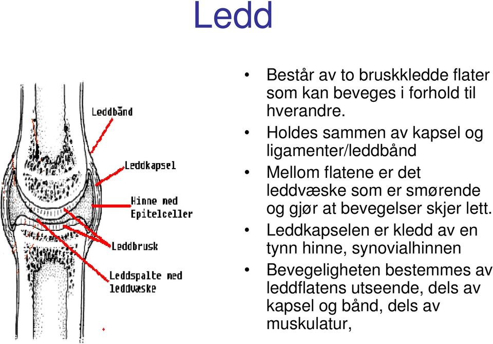 smørende og gjør at bevegelser skjer lett.