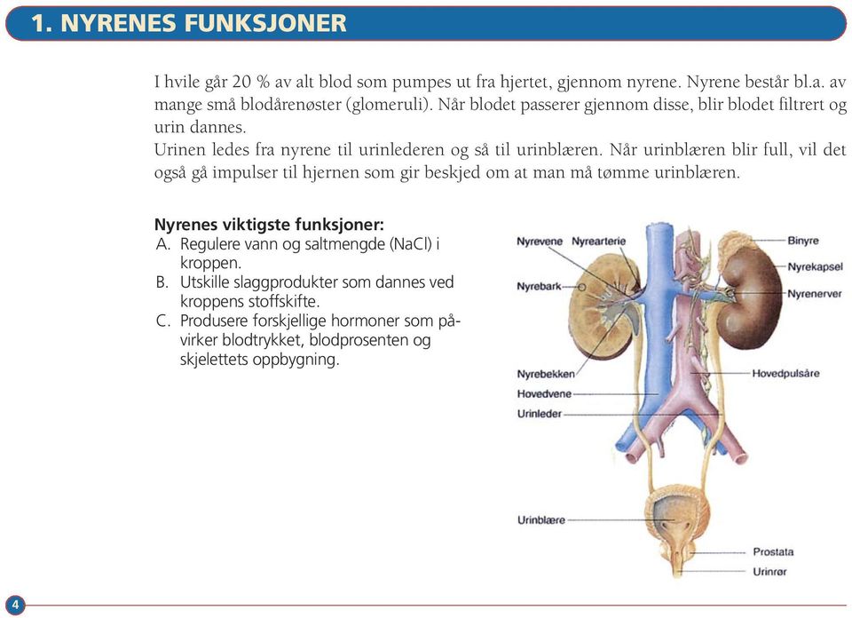 Når urinblæren blir full, vil det også gå impulser til hjernen som gir beskjed om at man må tømme urinblæren. Nyrenes viktigste funksjoner: A.