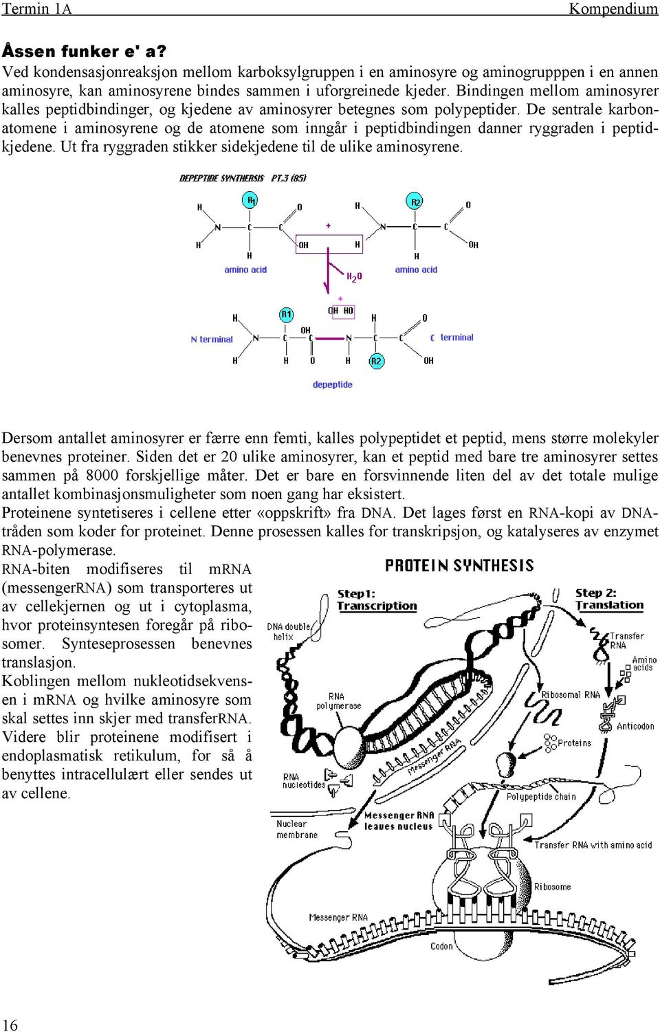 De sentrale karbonatomene i aminosyrene og de atomene som inngår i peptidbindingen danner ryggraden i peptidkjedene. Ut fra ryggraden stikker sidekjedene til de ulike aminosyrene.