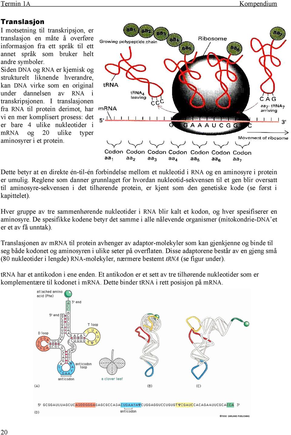 I translasjonen fra RNA til protein derimot, har vi en mer komplisert prosess: det er bare 4 ulike nukleotider i mrna og 20 ulike typer aminosyrer i et protein.