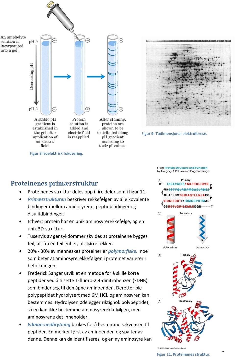 Tusenvis av gensykdommer skyldes at proteinene bygges feil, alt fra én feil enhet, til større rekker.