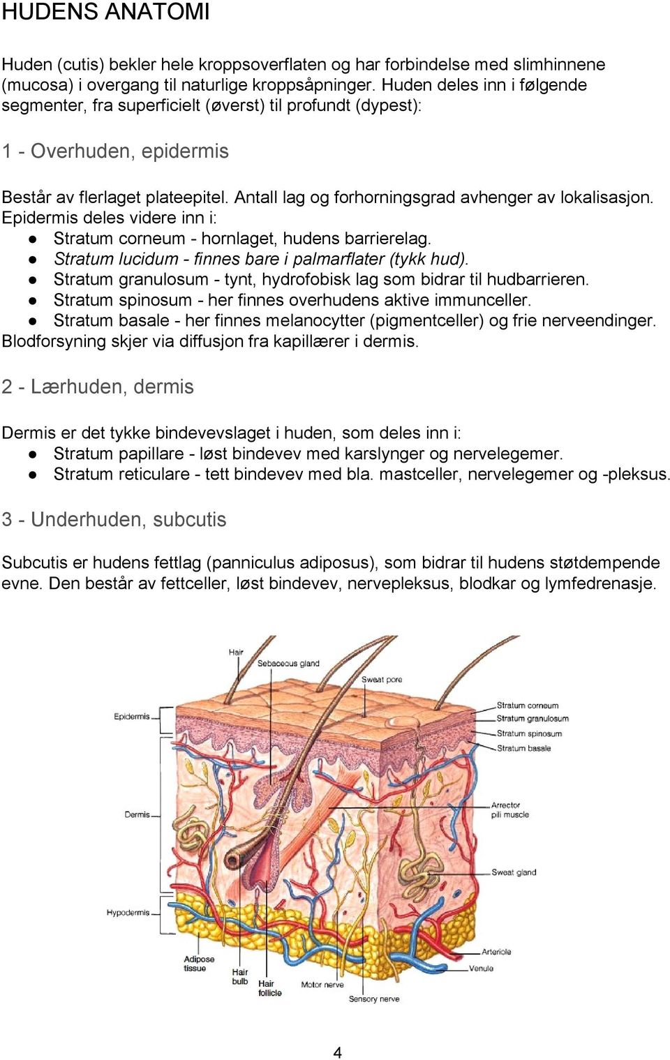 Epidermis deles videre inn i: Stratum corneum hornlaget, hudens barrierelag. Stratum lucidum finnes bare i palmarflater (tykk hud).