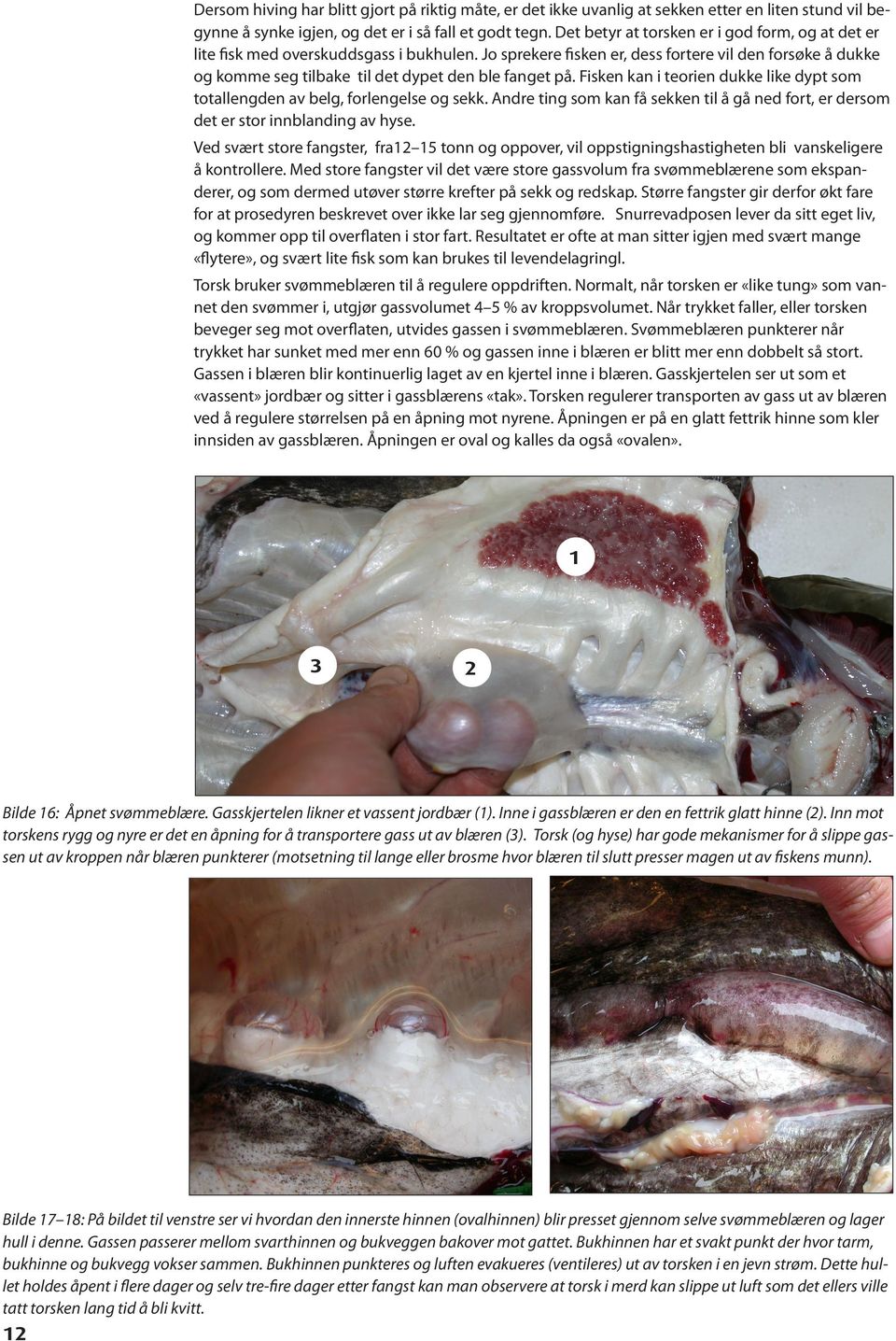 Jo sprekere fisken er, dess fortere vil den forsøke å dukke og komme seg tilbake til det dypet den ble fanget på. Fisken kan i teorien dukke like dypt som totallengden av belg, forlengelse og sekk.