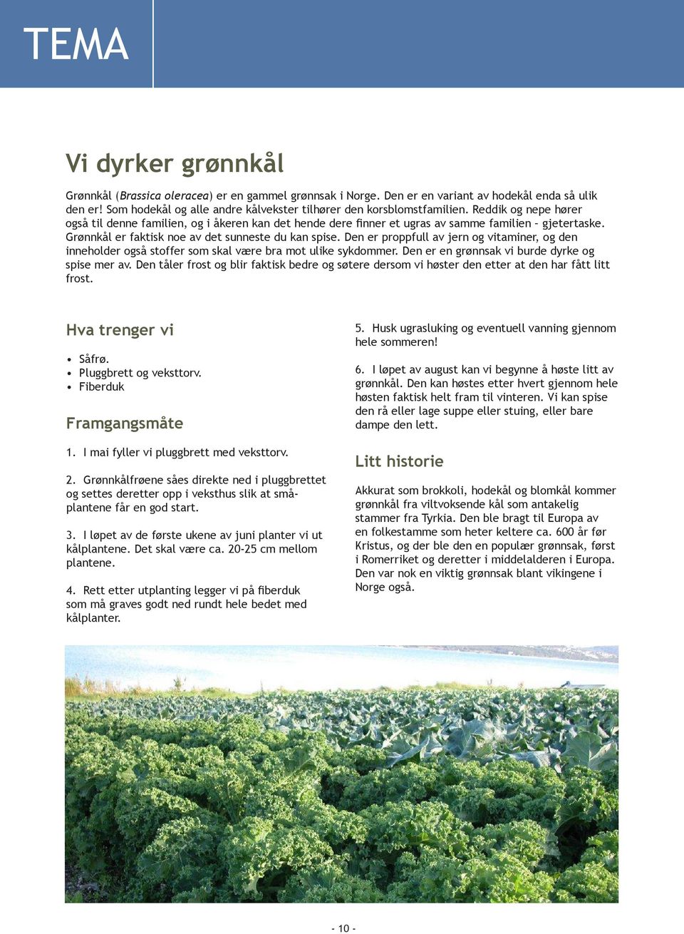 Grønnkål er faktisk noe av det sunneste du kan spise. Den er proppfull av jern og vitaminer, og den inneholder også stoffer som skal være bra mot ulike sykdommer.