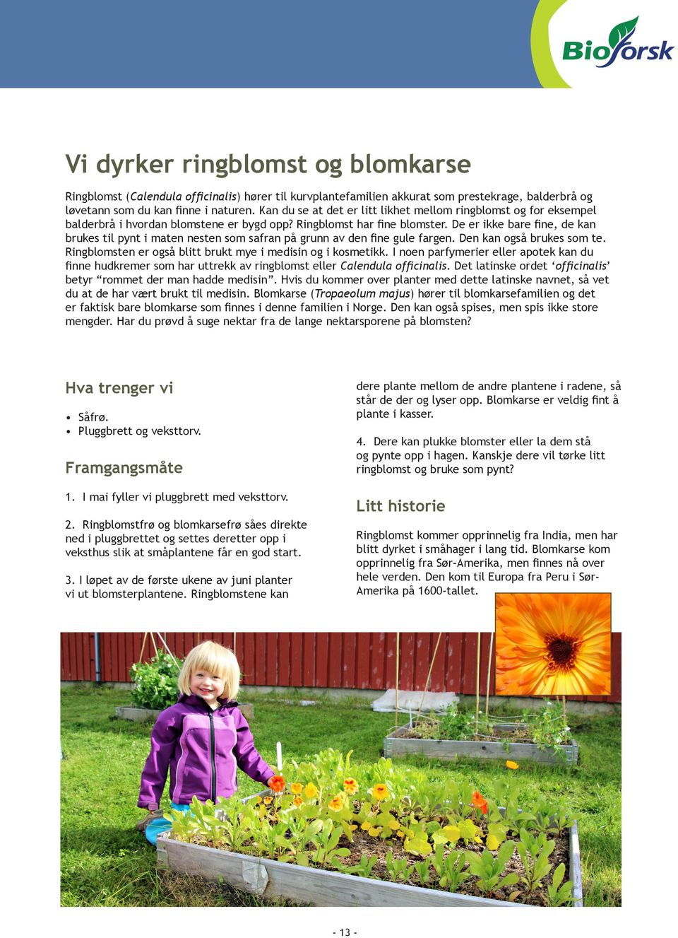 De er ikke bare fine, de kan brukes til pynt i maten nesten som safran på grunn av den fine gule fargen. Den kan også brukes som te. Ringblomsten er også blitt brukt mye i medisin og i kosmetikk.