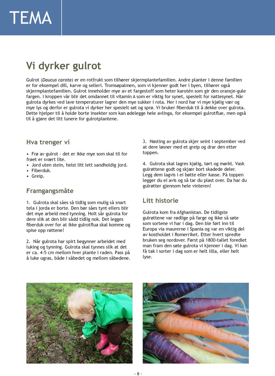 I kroppen vår blir det omdannet til vitamin A som er viktig for synet, spesielt for nattesynet. Når gulrota dyrkes ved lave temperaturer lagrer den mye sukker i rota.