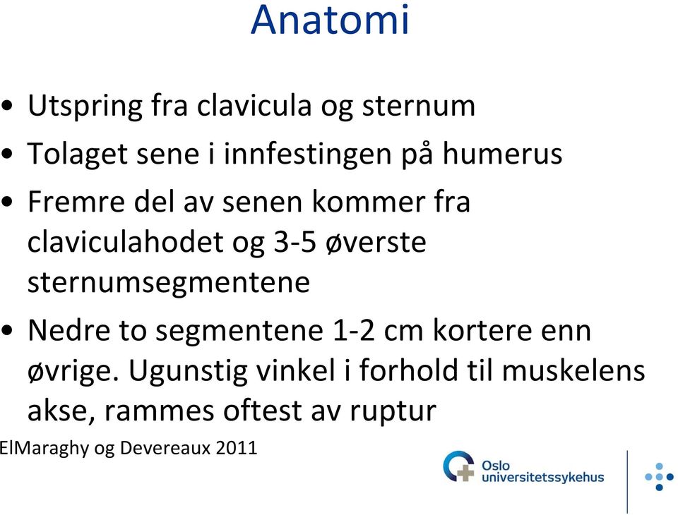 sternumsegmentene Nedre to segmentene 1 2 cm kortere enn øvrige.