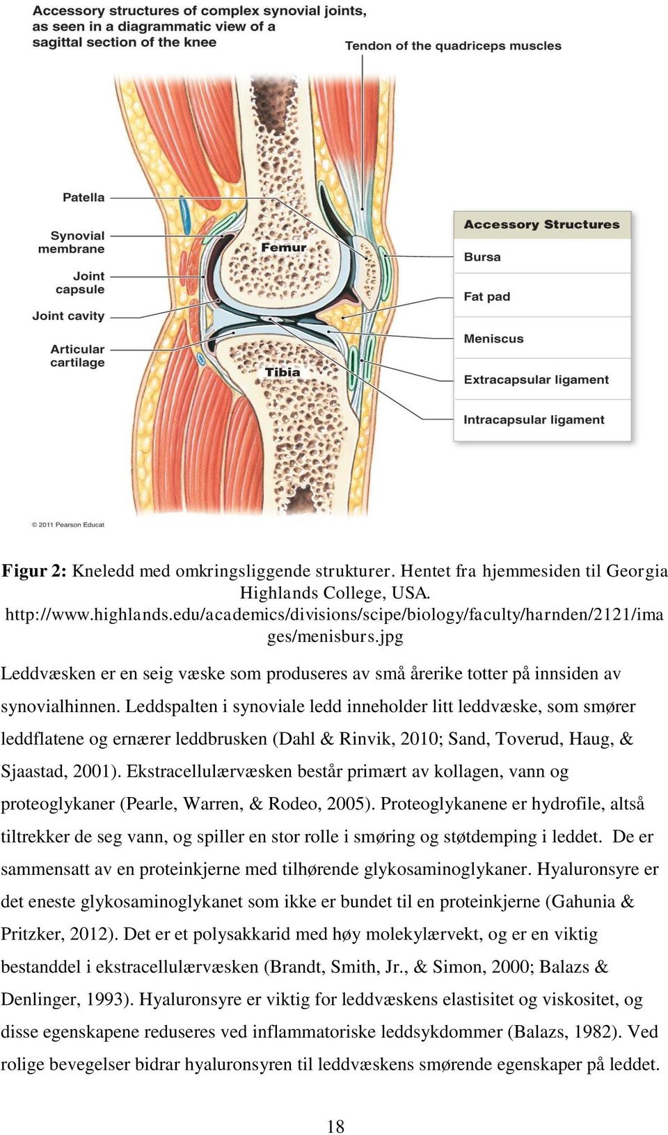 Leddspalten i synoviale ledd inneholder litt leddvæske, som smører leddflatene og ernærer leddbrusken (Dahl & Rinvik, 2010; Sand, Toverud, Haug, & Sjaastad, 2001).