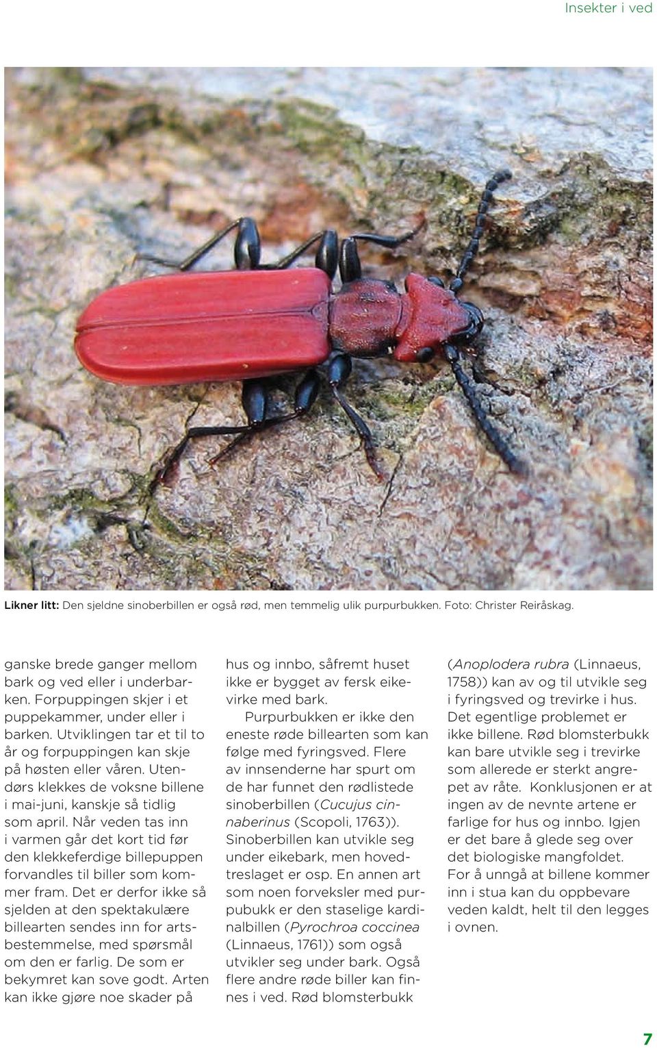 Utendørs klekkes de voksne billene i mai-juni, kanskje så tidlig som april. Når veden tas inn i varmen går det kort tid før den klekkeferdige billepuppen forvandles til biller som kommer fram.