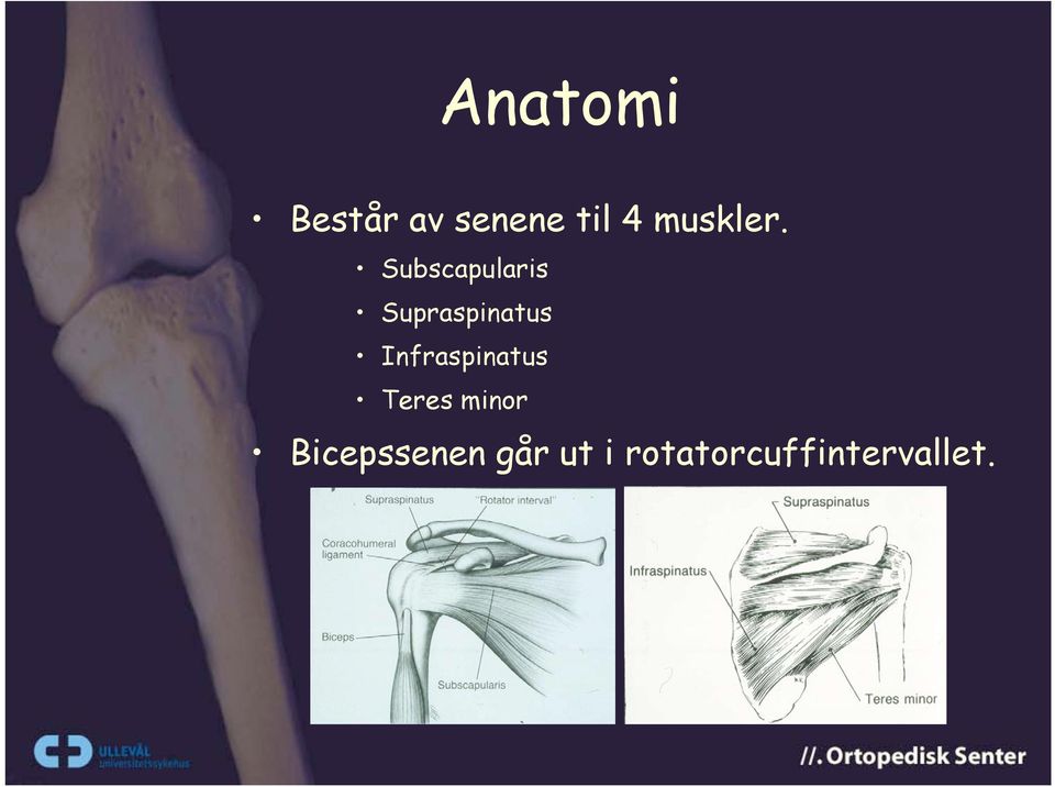 Subscapularis Supraspinatus