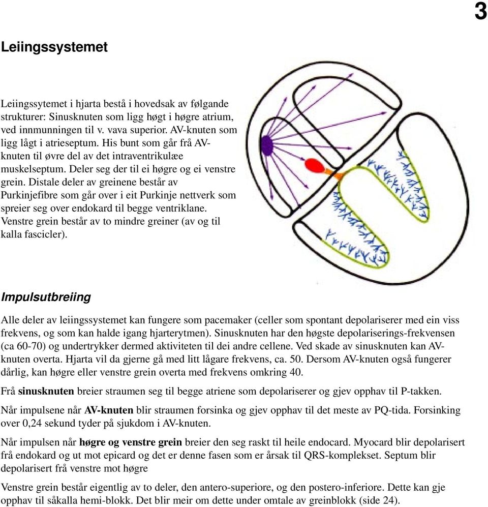 Distale deler av greinene består av Purkinjefibre som går over i eit Purkinje nettverk som spreier seg over endokard til begge ventriklane.