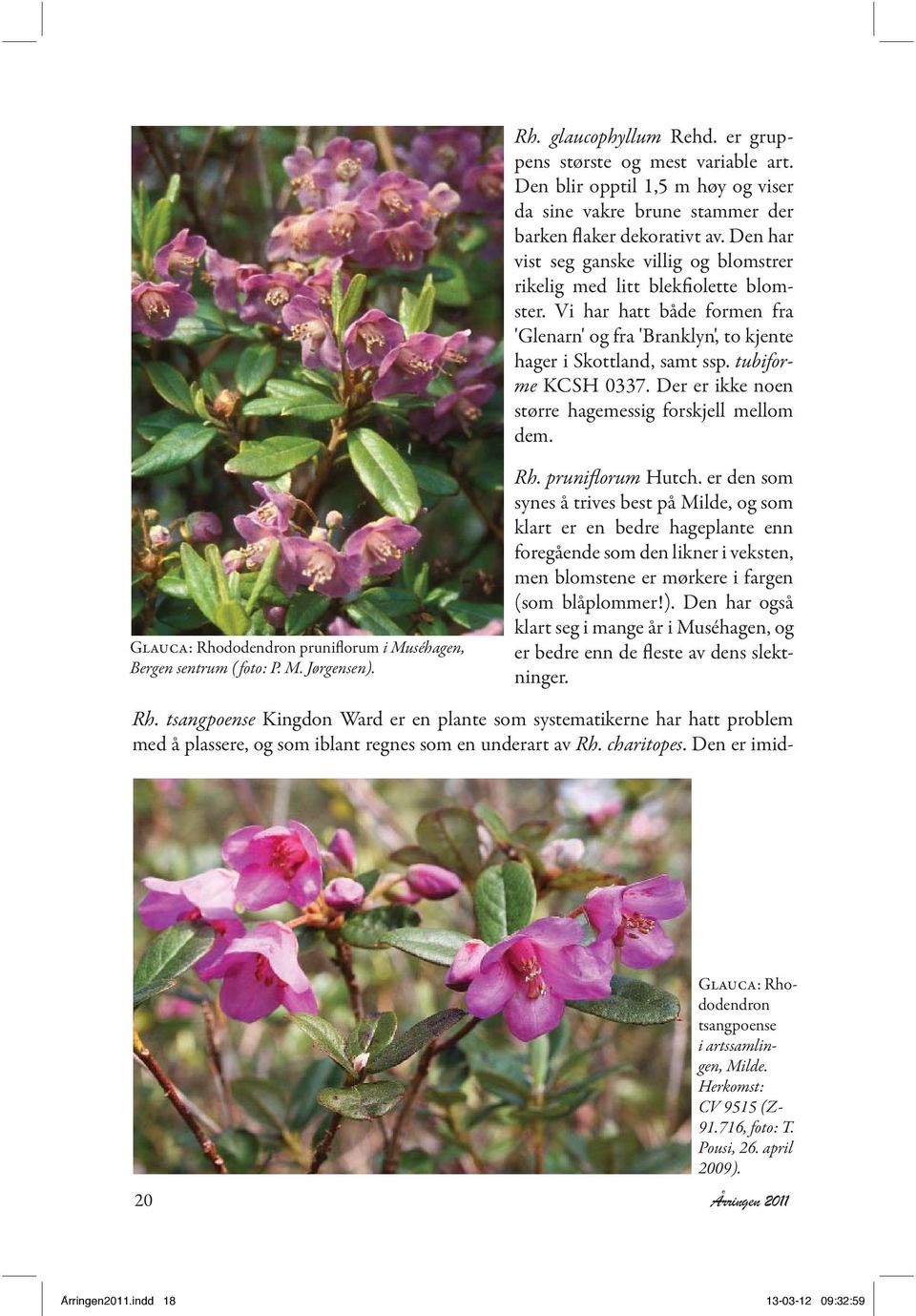 Der er ikke noen større hagemessig forskjell mellom dem. Glauca: Rhododendron pruniflorum i Muséhagen, Bergen sentrum ( foto: P. M. Jørgensen). Rh. pruniflorum Hutch.