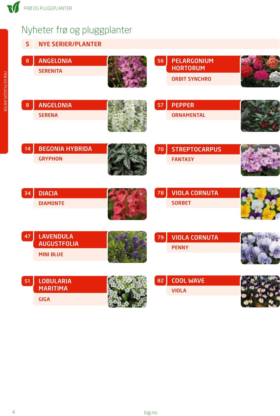 begonia hybrida 70 streptocarpus gryphon fantasy diacia 78 viola cornuta diamonte sorbet 7
