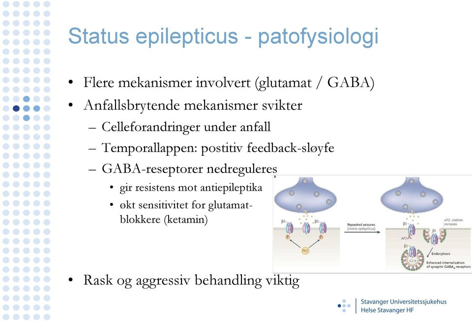 postitiv feedback-sløyfe GABA-reseptorer nedreguleres gir resistens mot